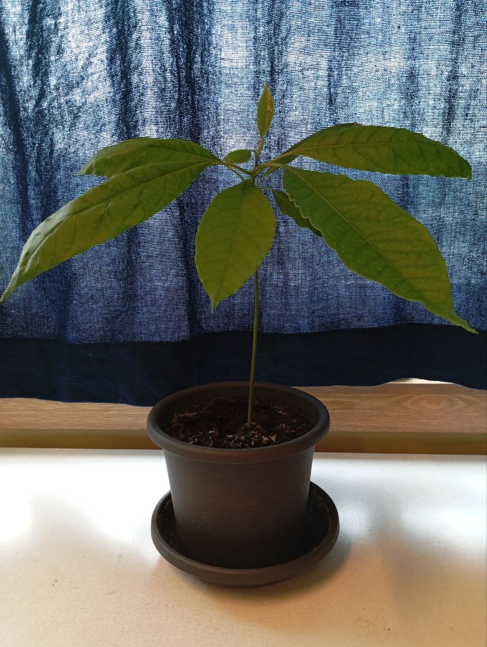 avoTODO